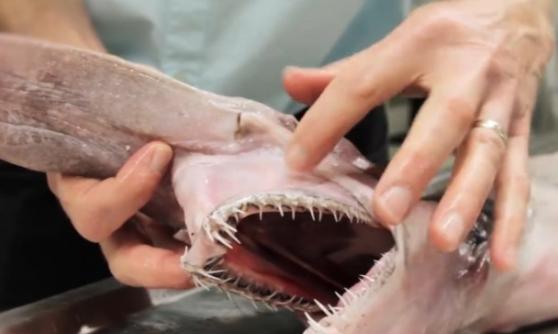 欧氏尖吻鲨口内布满尖长短牙，恍如外星怪物。