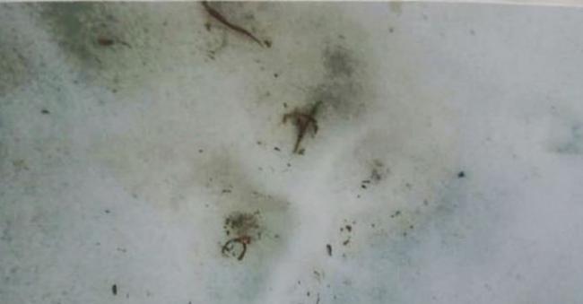 雪地中发现的东北虎脚印