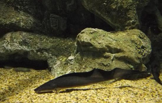 尼罗河魔鬼鱼“裸臀鱼”能轻易将小鱼咬成两断