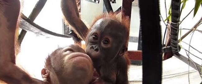 红毛猩猩宝宝Gito和Asoka初次见面就变成好朋友 之前双方均被遗弃