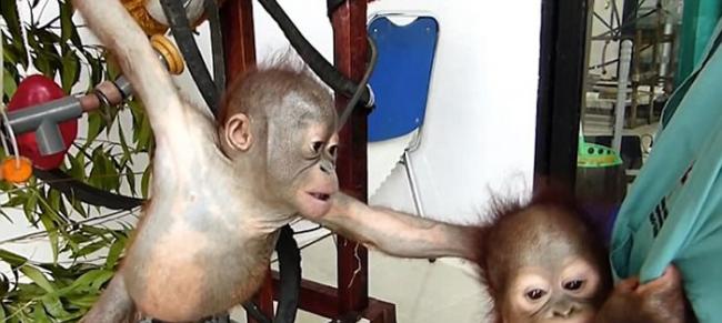 红毛猩猩宝宝Gito和Asoka初次见面就变成好朋友 之前双方均被遗弃