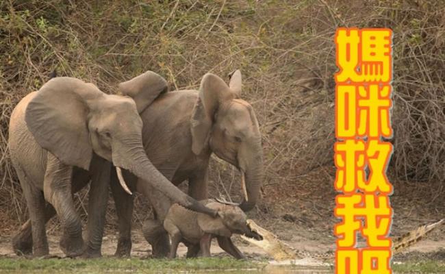 母象及成年象见小象被咬，立即上前营救。