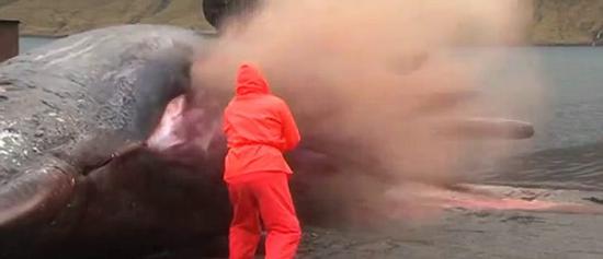 生物学家在试图切开一头抹香鲸尸体的过程中突然爆炸