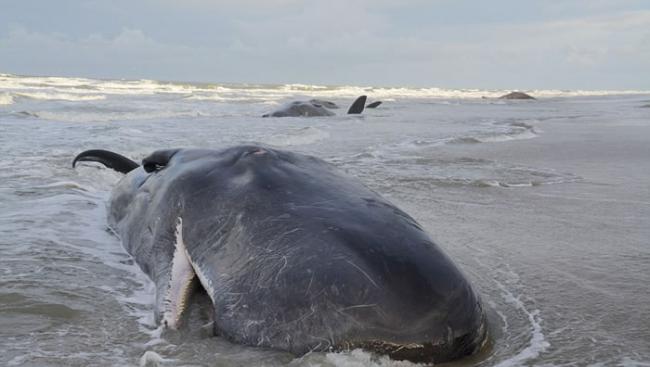 五头抹香鲸在荷兰泰瑟尔岛海滩上搁浅后死亡
