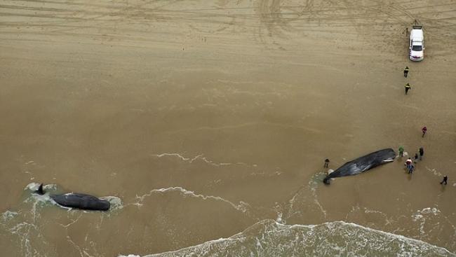 五头抹香鲸在荷兰泰瑟尔岛海滩上搁浅后死亡