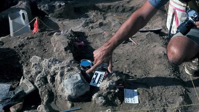 乳齿象骨骼打击痕迹或证明13万年前美洲大陆已有人类存在