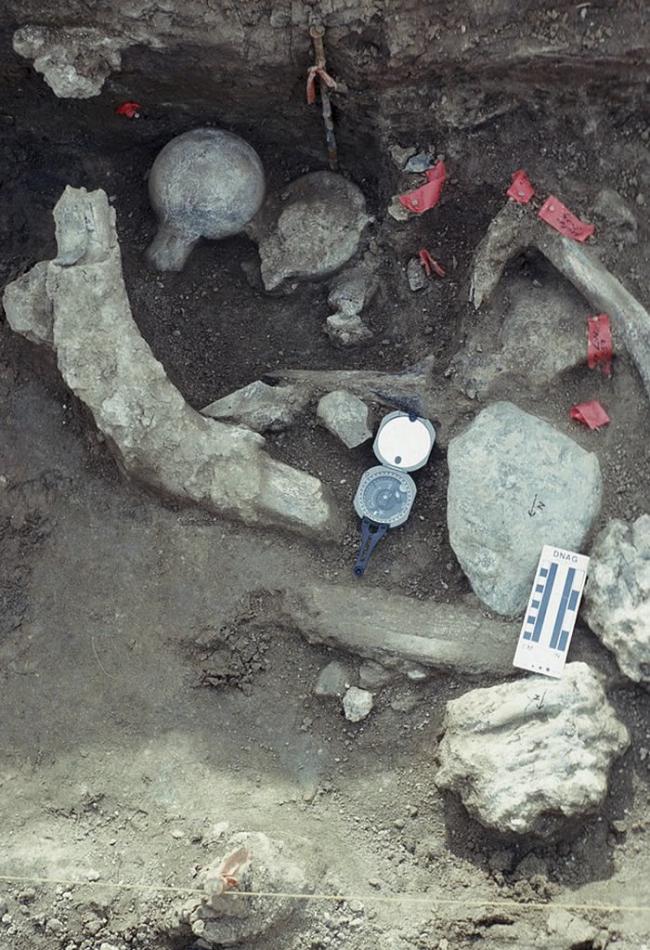 乳齿象骨骼打击痕迹或证明13万年前美洲大陆已有人类存在