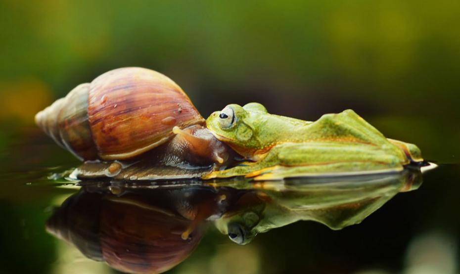 雨蛙跳到蜗牛身上前，先和它“打了个招呼”。