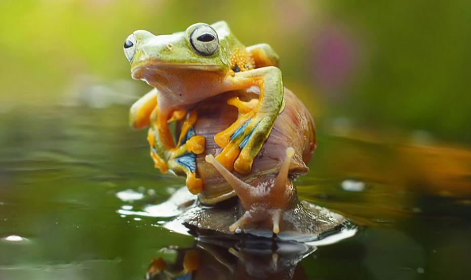 印尼一只东北雨蛙趴在蜗牛身上“搭便车”过河