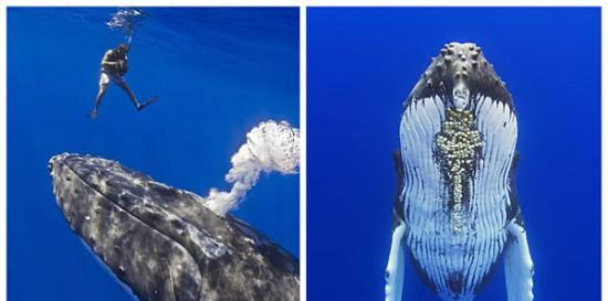 美国夏威夷潜水员与座头鲸“握手”