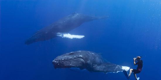 美国夏威夷潜水员与座头鲸“握手”