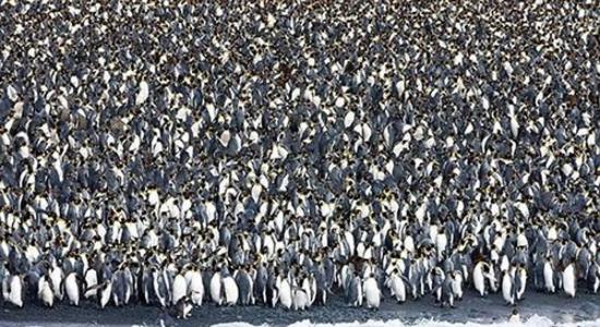 400万企鹅大军“攻占”澳洲麦夸里岛