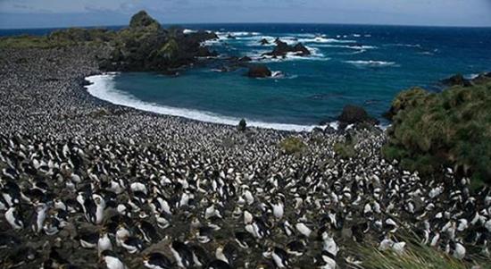 400万企鹅大军“攻占”澳洲麦夸里岛