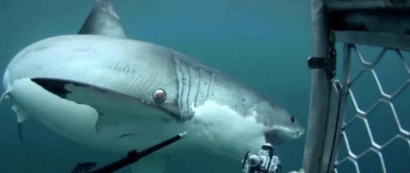 新西兰大白鲨海底出击抢走摄影师昂贵相机