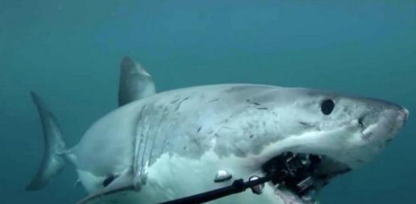 新西兰大白鲨海底出击抢走摄影师昂贵相机