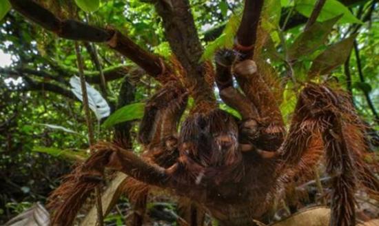 昆虫学家在南美洲亚马逊森林中听到脚步声 发现巨型吃鸟蜘蛛