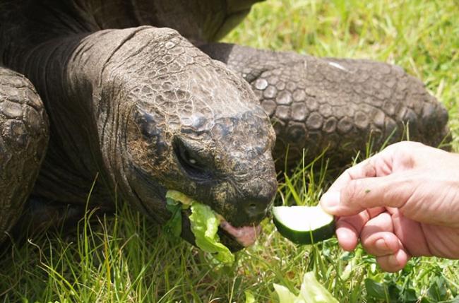 兽医为183岁亚达伯拉象龟乔纳森设计营养餐单使其回复健康