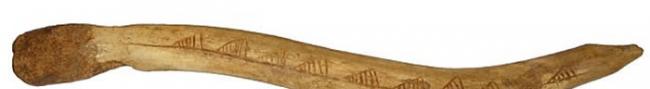 波兰出土的中石器时代鹿角杖揭示远古欧洲存在跨区人际交往