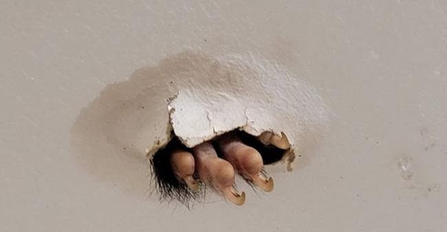 澳洲男子浴室天花板突然破了个大洞伸出有毛利爪 原来是刷尾负鼠