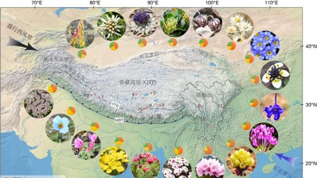 西藏-喜马拉雅-横断山地区地形图。图中照片分别代表了选择的18个类群（顺时针从上到下依次为：大黄属，火绒草属，风毛菊属，柳属，石竹目，香青属，龙胆属，虎耳草属，