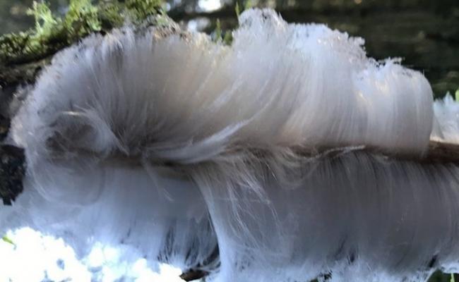 英国北爱尔兰冬日超罕见现象：树木长出犹如“白头发”的“发丝冰”hair ice