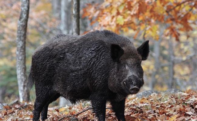 美国西维珍尼亚州将迎来野猪狩猎季节 举行首个抽签活动