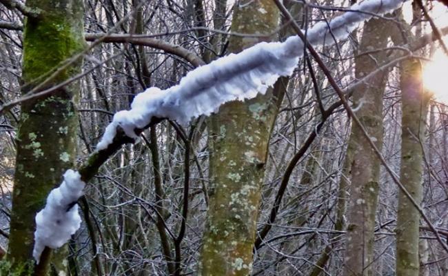 英国北爱尔兰冬日超罕见现象：树木长出犹如“白头发”的“发丝冰”hair ice