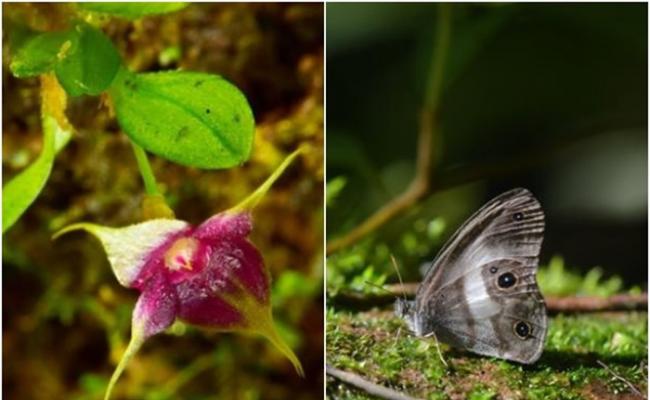 科学家另发现新品种兰花（左图）和消失多年的蝴蝶品种（右图）。