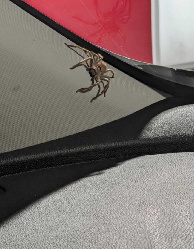 报复？澳洲女子车上杀死巨大蜘蛛 没想到几天后车内竟然出现超多小蜘蛛