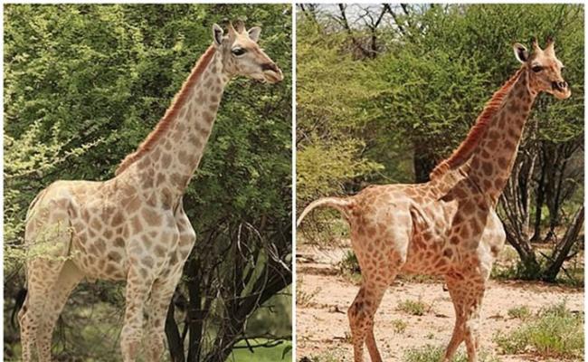 非洲乌干达的默奇森瀑布国家公园首次发现患有侏儒症的长颈鹿只有同类平均身高的一半