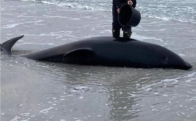 英国苏格兰奥克尼群岛海滩一条身长3.4米的年轻杀人鲸在岸边搁浅