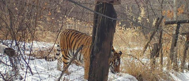 俄罗斯哈巴罗夫斯克边疆区自然资源部专家在中俄边界救起一只极其虚弱的雌性阿穆尔虎