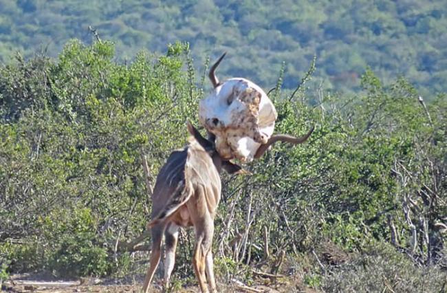南非的阿多大象国家公园羚羊练习顶角 竟把大象头骨当成对象