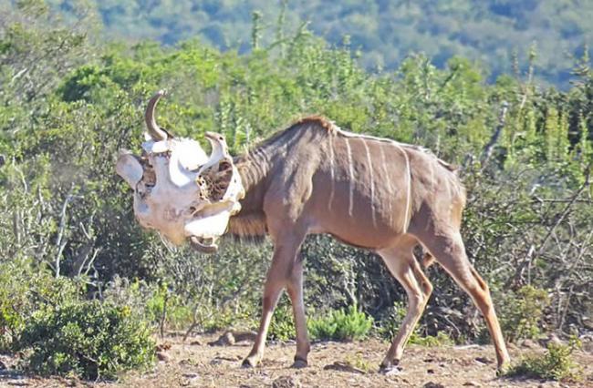 南非的阿多大象国家公园羚羊练习顶角 竟把大象头骨当成对象