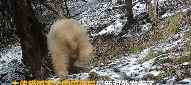 大熊猫国家公园管理局发布全球唯一一只白色大熊猫野外活动的视频影像