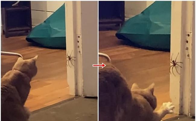 澳洲女子家中惊现巨型蜘蛛 猫咪穷追扑杀