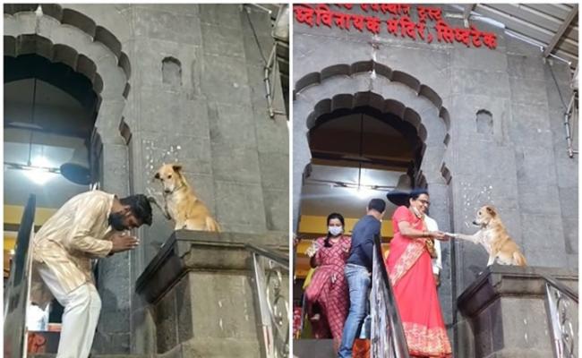 印度马哈拉施特拉邦一只小狗经常坐在施地维纳雅克庙门前跟信众“摸头握手”送祝福