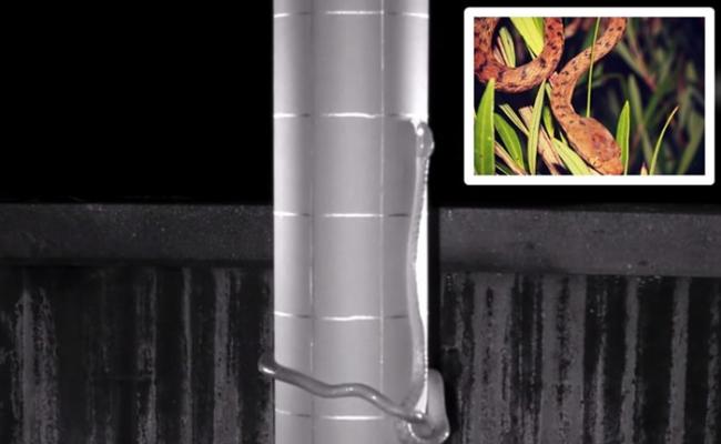 美国关岛专家建防蛇杆保护椋鸟 意外发现棕树蛇新颖的爬行方式