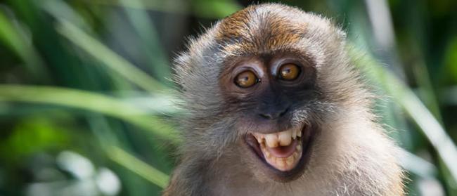 研究发现巴厘岛的猕猴偷游客东西时会选贵重物品 以便更有机会换到可以吃的“赎金”