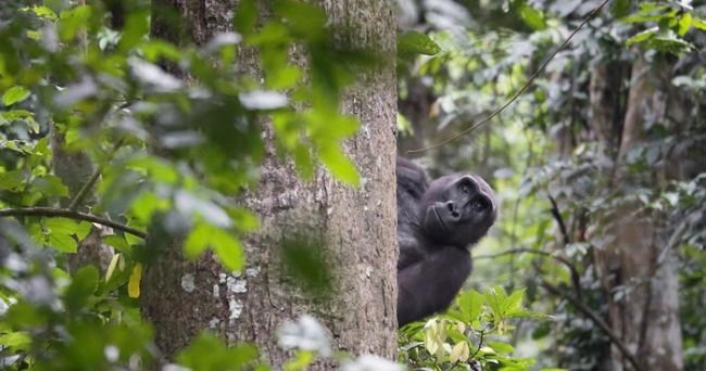 人工智能运用演算法，能为刚果盆地的研究人员辨识出25种以上的物种。照片来源：加蓬国家公园管理局脸书