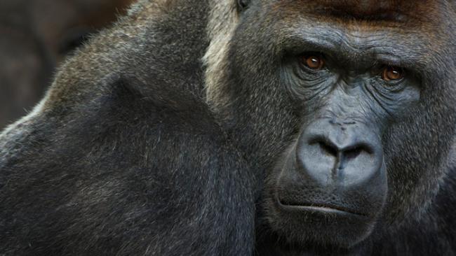 我们已知极度濒危的西部低地大猩猩容易感染新型冠状病毒。 1月11日，圣地牙哥野生动物园有三只西部低地大猩猩被检测出阳性。 PHOTOGRAPH BY EDWIN