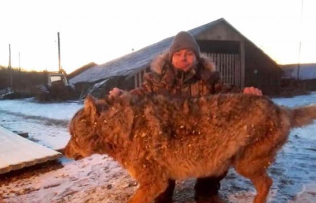 2条爱犬在面前被杀 俄罗斯农夫徒手对决野狼扭断对方脖子