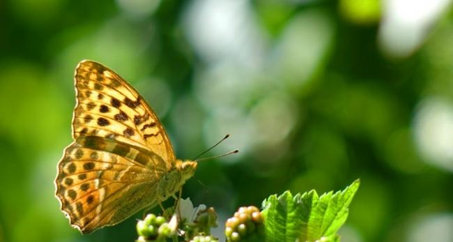 研究发现蝴蝶奇特的飞行方式以及翅膀构造可能都是刻意演化的结果