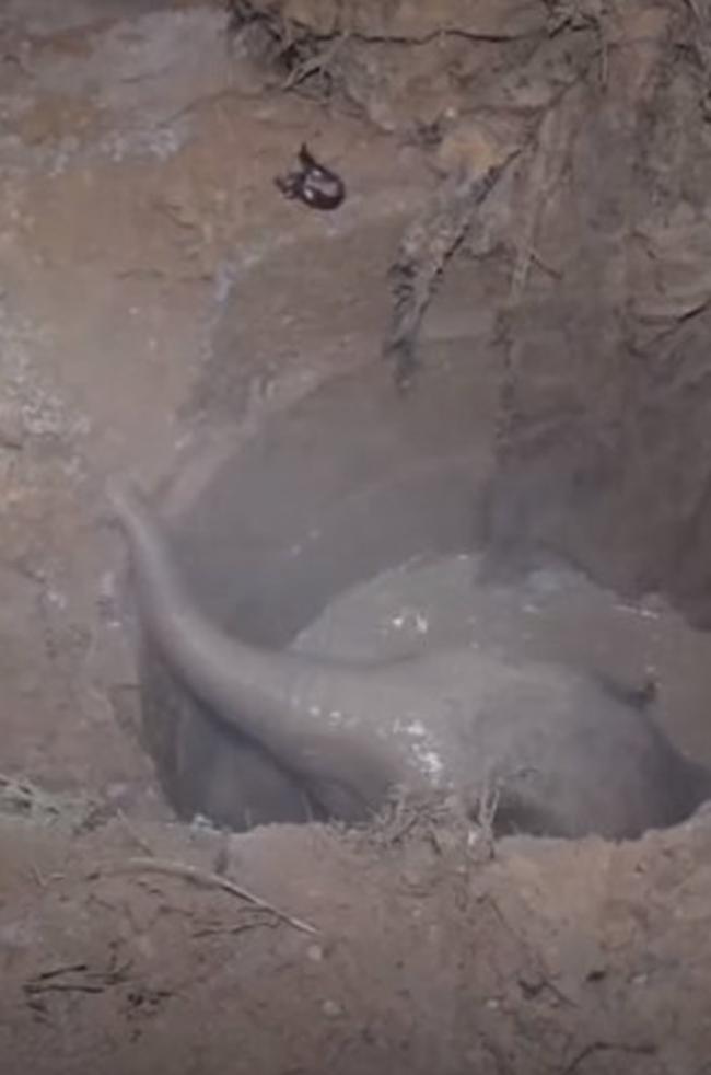 泰国一只母象在路边不断嘶吼哀嚎 原来是象宝宝掉入洞里爬不出来