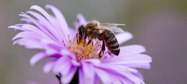 研究称人类使用的新烟碱类杀虫剂干扰蜜蜂的自然睡眠周期