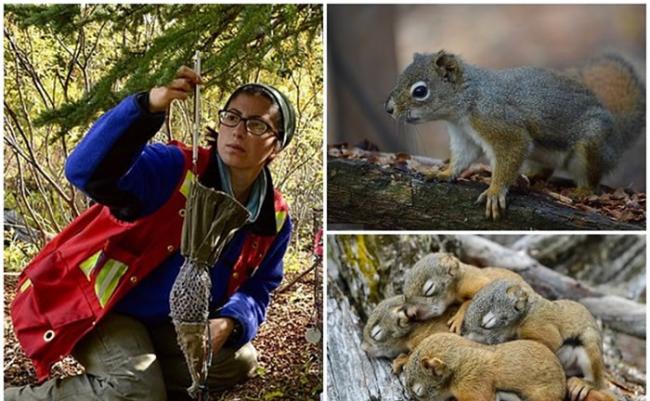 英国埃克塞特大学动物学家研究发现愿群居的松鼠寿命更长