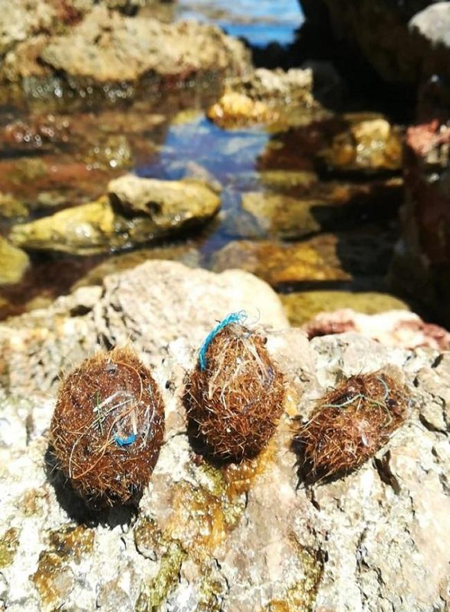 海草球样本，附着有塑胶碎片。图片来源：UNIVERSITY OF BARCELONA