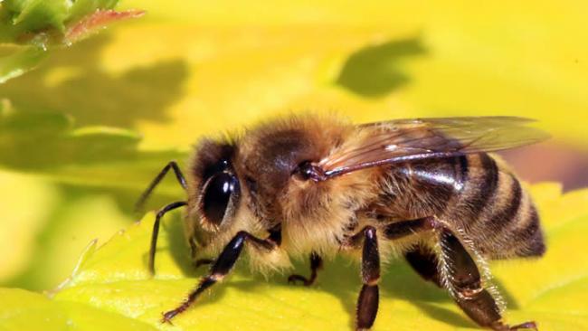 《Cell Press》：人类过度依赖杀虫剂 地球上蜜蜂物种的多样性正在迅速减少