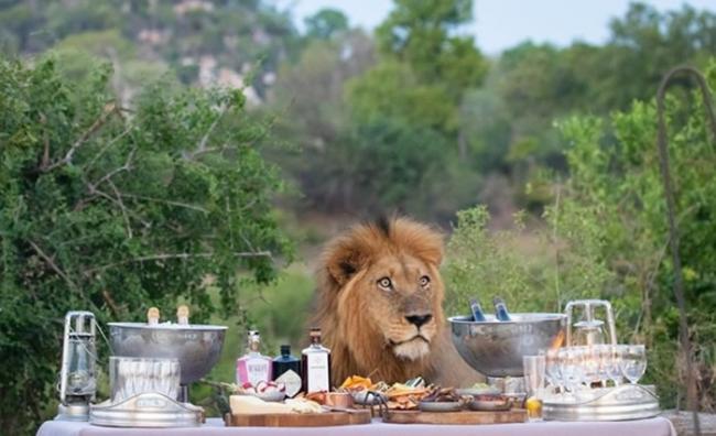 南非克鲁格国家公园游客美食芳香扑鼻 雄狮不请自来吓跑众人