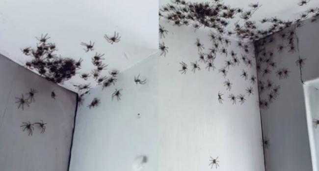 异形入侵：澳洲悉尼女子发现女儿房间出现上百只黑色蜘蛛
